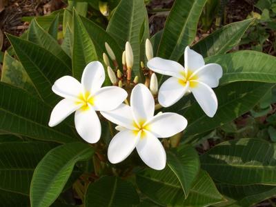 Plumerias